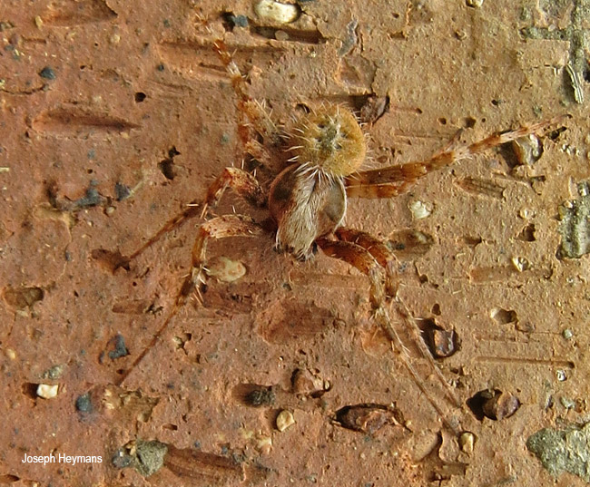 Pararaneus species