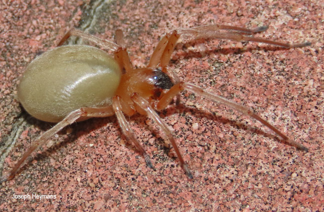 Cheiracanthium furculatum