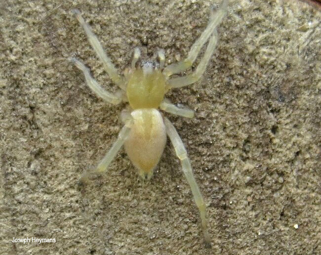 Cheiracanthium furculatum
