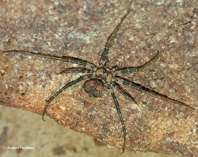 Tyrotama australis
