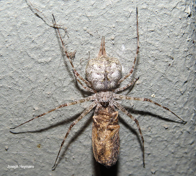 Hersilia sericea