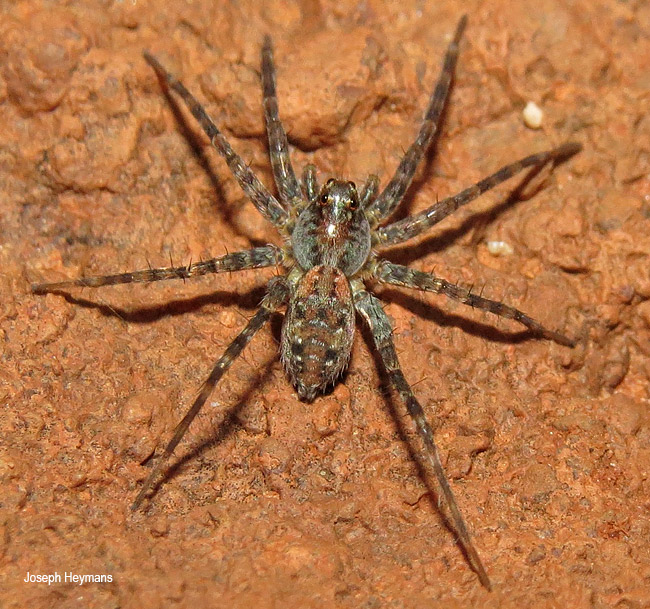 Allocosa exserta