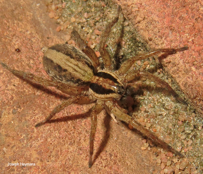Allocosa lawrencei