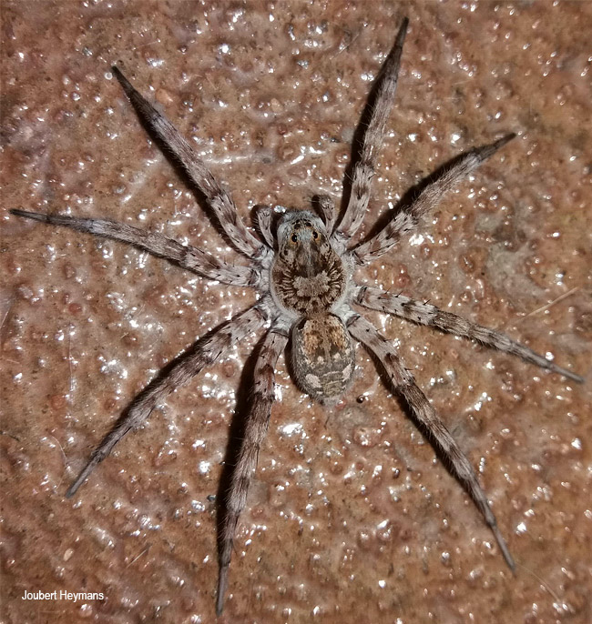Hiippasosa guttata