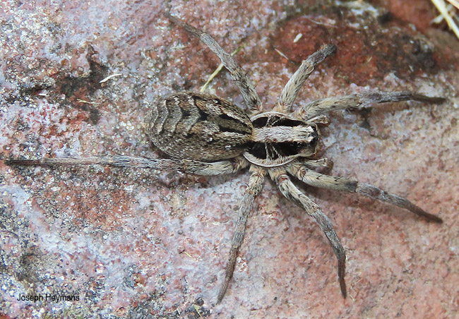 Hogna spenceri 