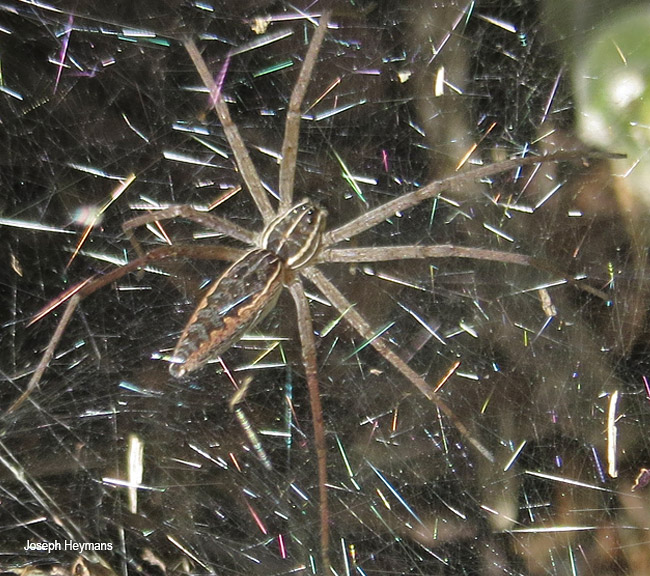 Euprosthenopsis vuattouxi