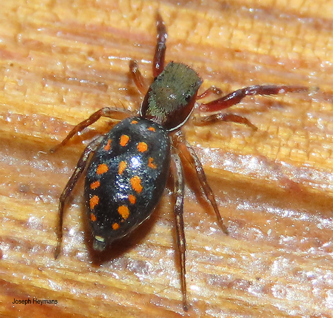 Natta species