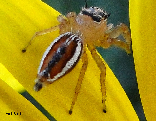 Thyene imperialis