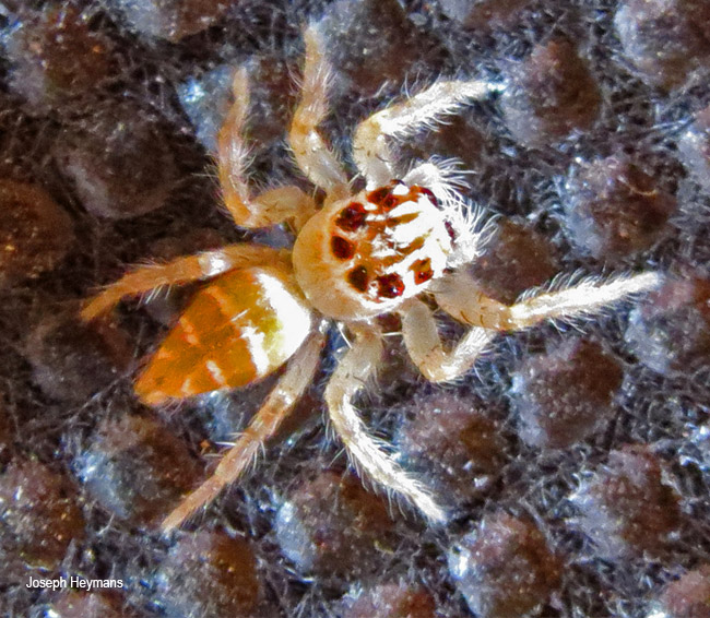 Vicirionessa mustela