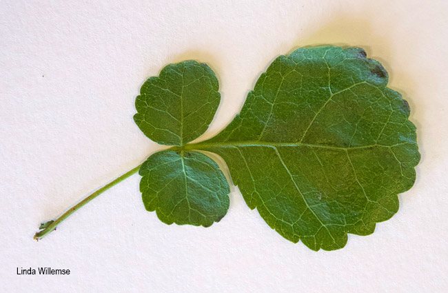 Commiphora africana leaf