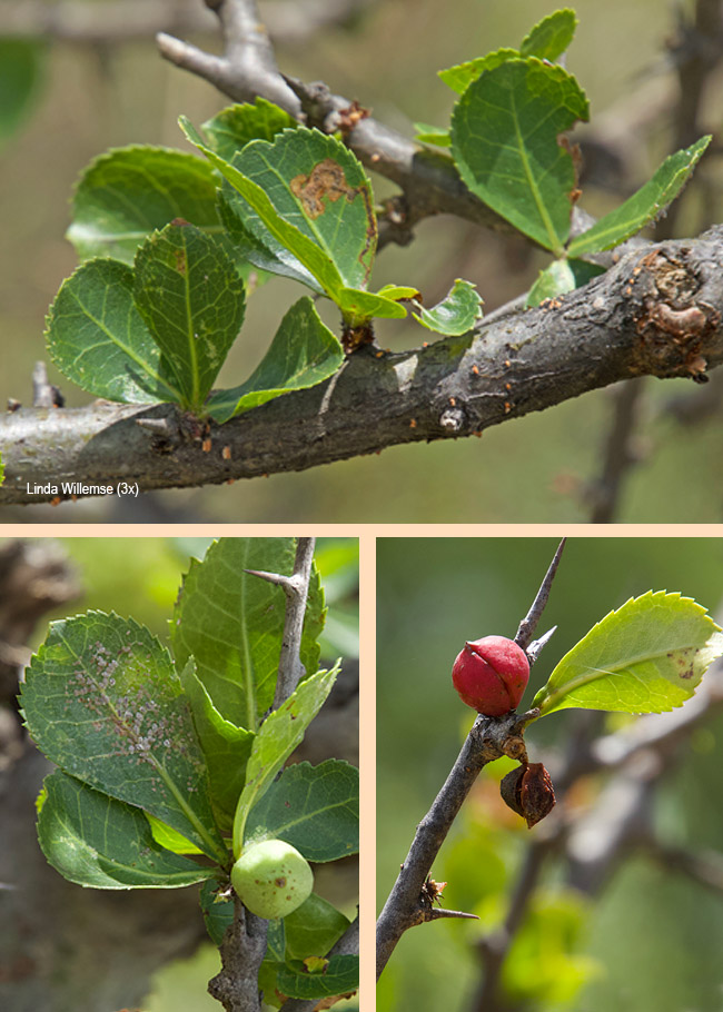 Commiphora africana
