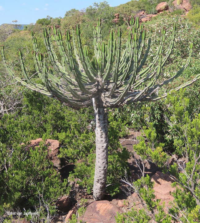 Euphorbia derksenii
