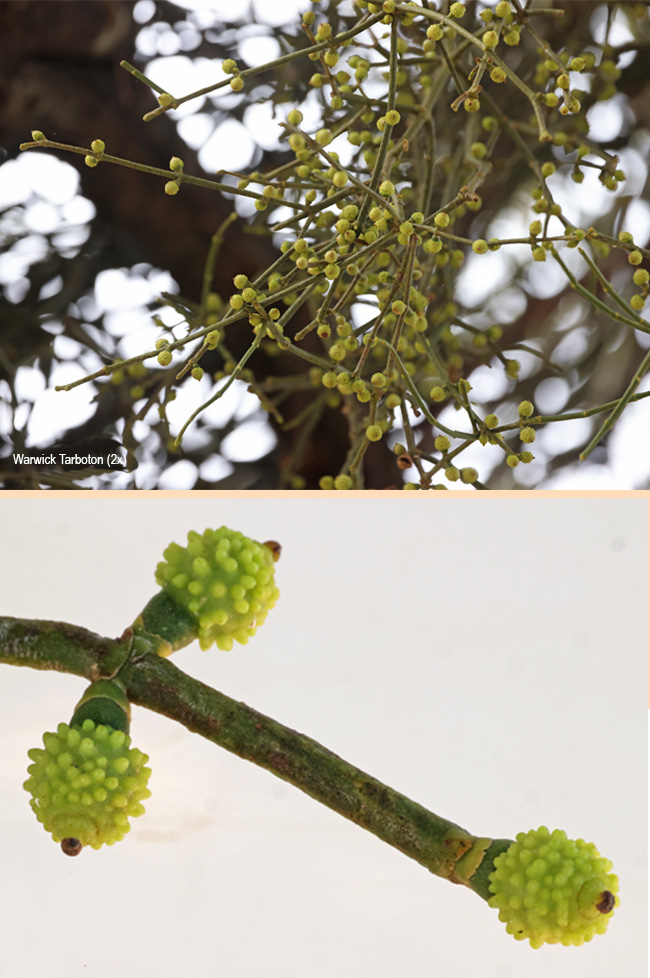 Viscum rotundifolium fruits