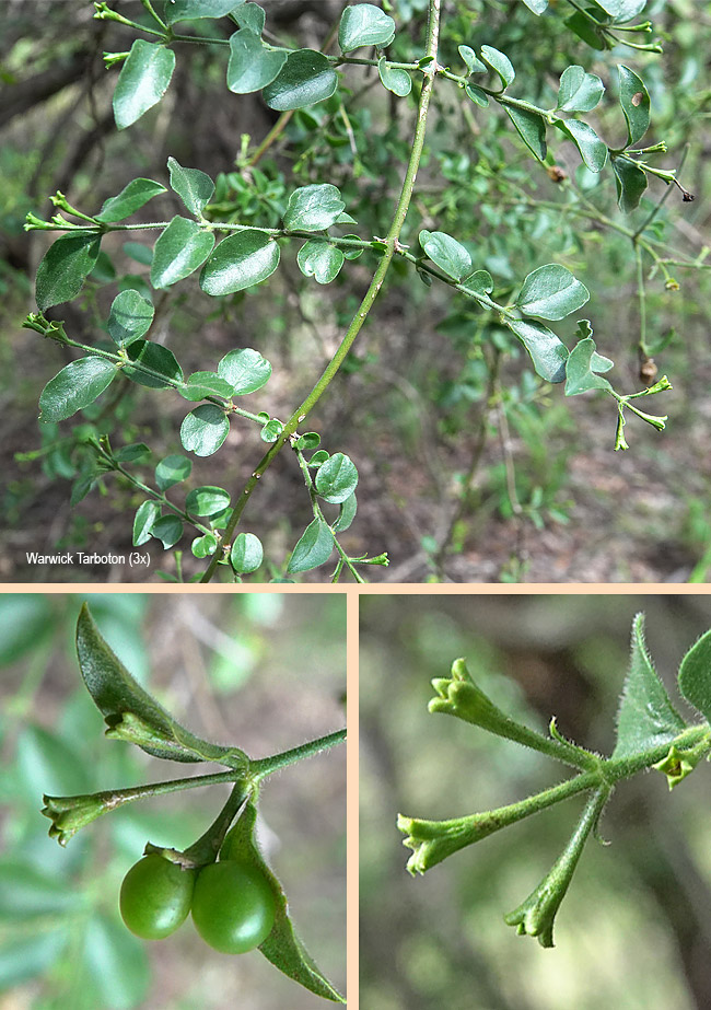 Zanthoxylum capense